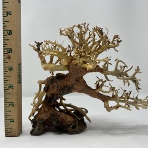 Corcovado Tree 6"