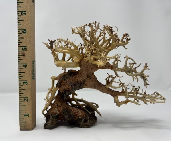 Corcovado Tree 6"
