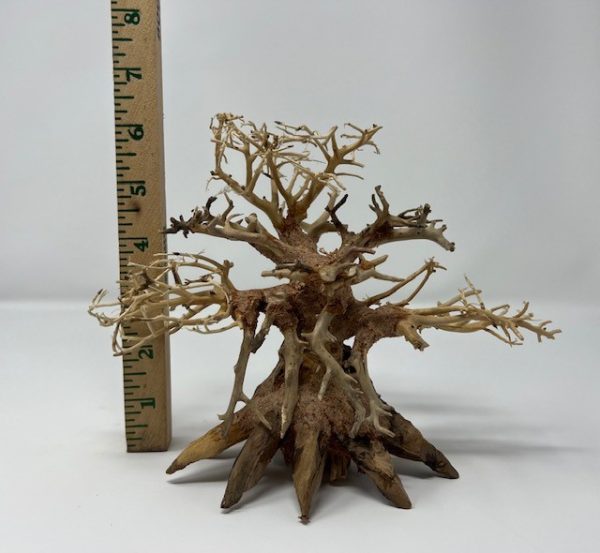 Octopus Tree 6"