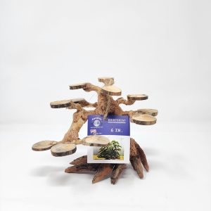 Rainforest Tree 6"