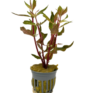 Potted Scarlet Temple Variegated