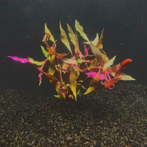 Potted Scarlet Temple Variegated