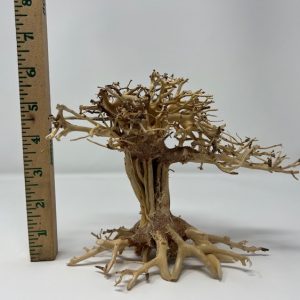 Yocemite Tree 6"