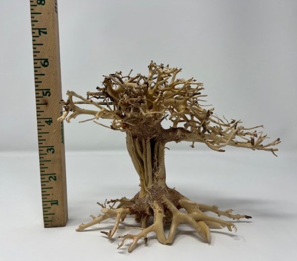 Yocemite Tree 6"