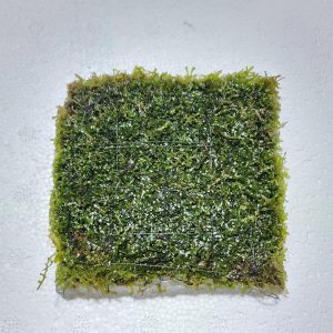 Coral Moss 3x3" Mat