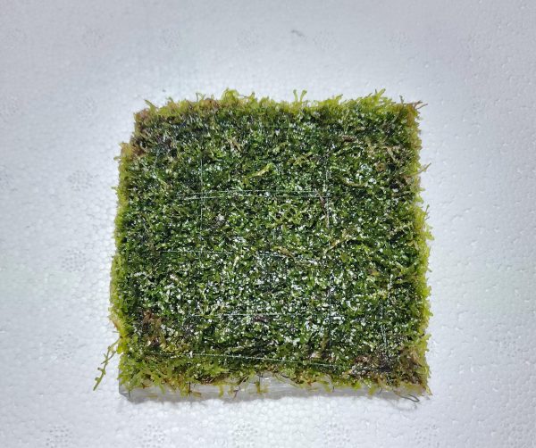 Coral Moss 3x3" Mat