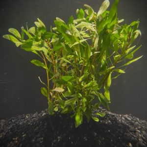 Potted Ludwigia Cuba (Ludwigia inclinata var. Cuba)