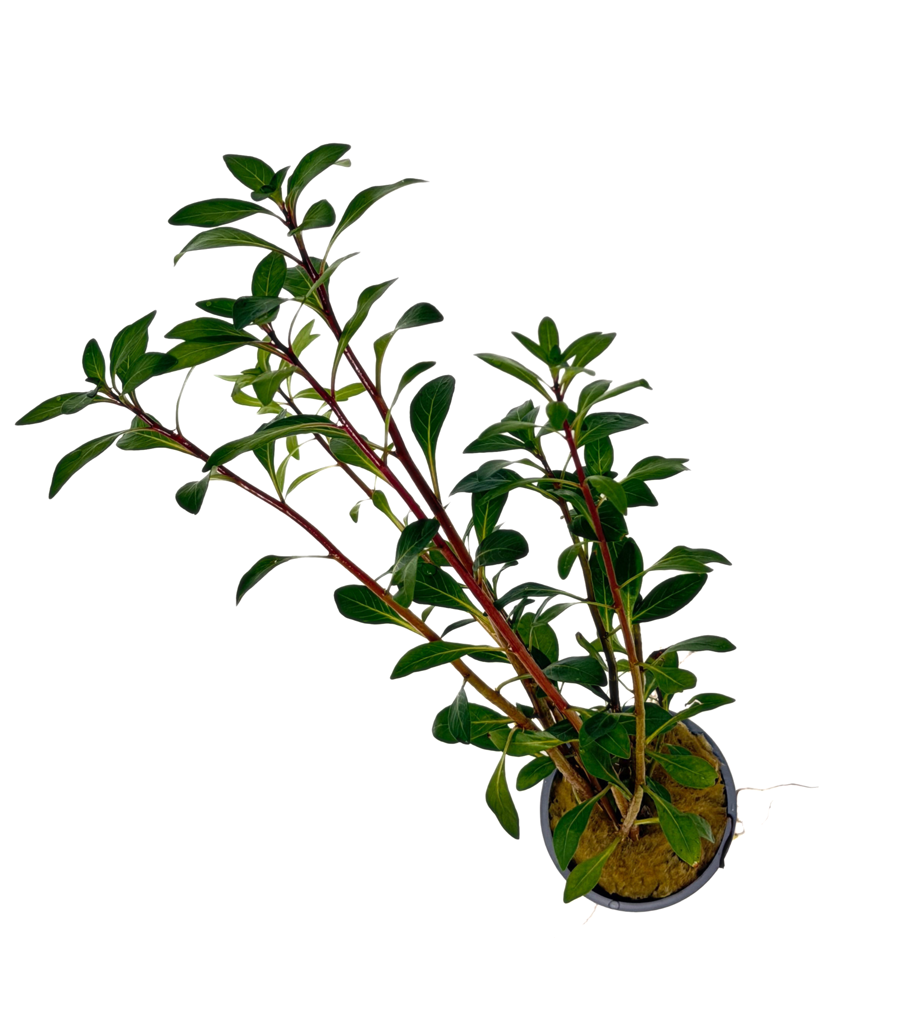 Potted Ludwigia Cuba (Ludwigia inclinata var. Cuba) - Image 2