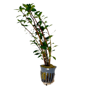 Potted Ludwigia Cuba (Ludwigia inclinata var. Cuba)