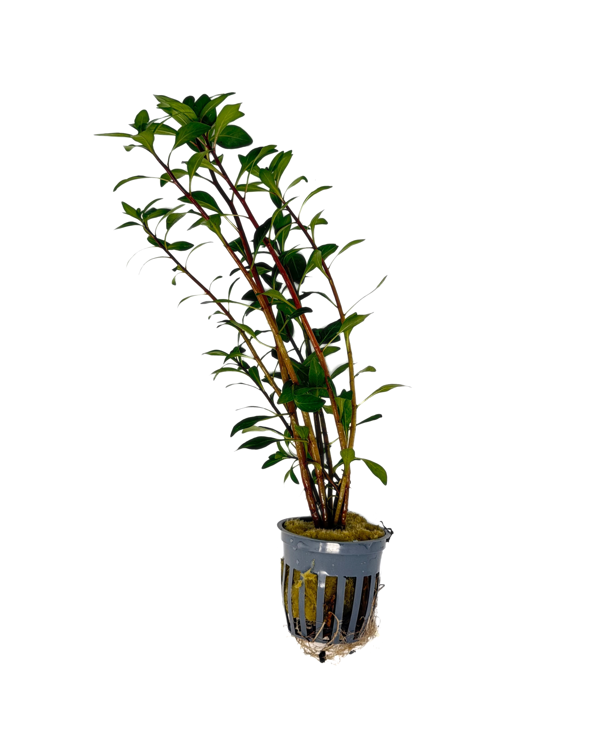 Potted Ludwigia Cuba (Ludwigia inclinata var. Cuba)