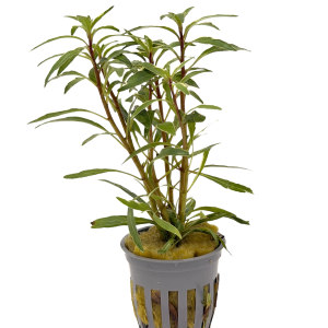 Potted Ludwigia White