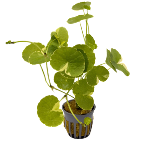 Potted Pennywort Variegated