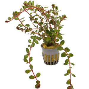 Potted Rotala Vietnam