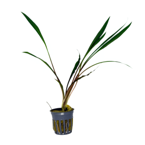 Potted Cryptocoryne Spiralis "Tiger"