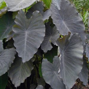 Taro- Ruffles (Colocasia esculenta "Black Ruffles") 2" Pot