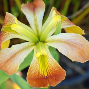 Iris- Count Pulaski 2" Pot