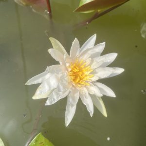 Jakkaphong