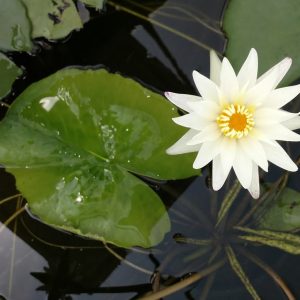 White Mongkol (Khao)