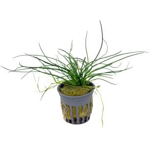 Potted Littorella (Littorella uniflora)