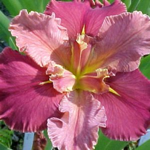 Iris- Peaches and Wine 2" Pot