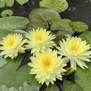 Puttaraska
