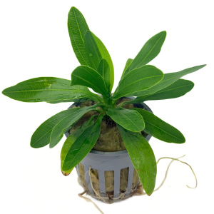 Potted Uruguayensis (Echinodorus uruguayensis)