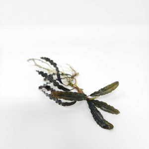 Bucephalandra By Name