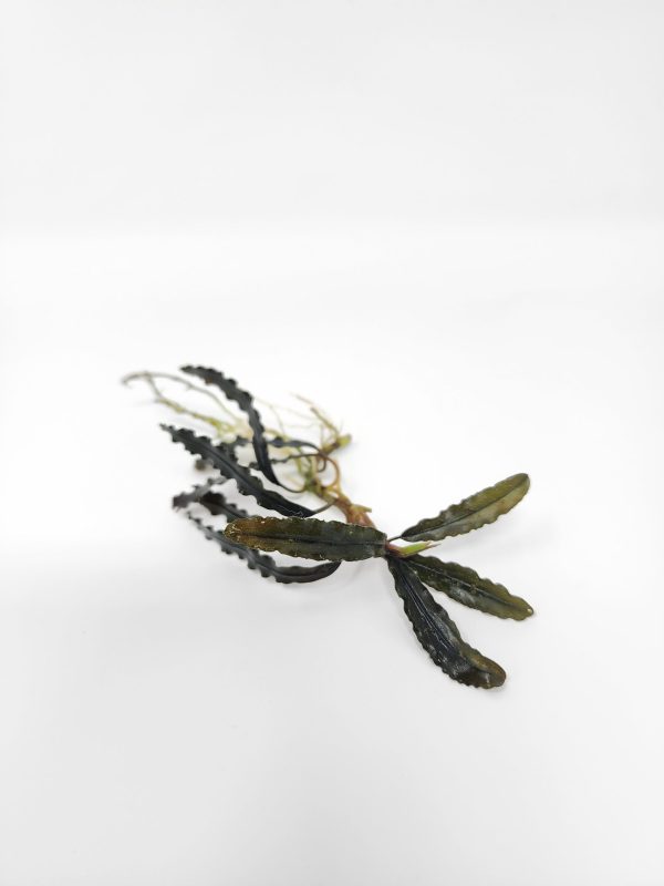 Bucephalandra By Name