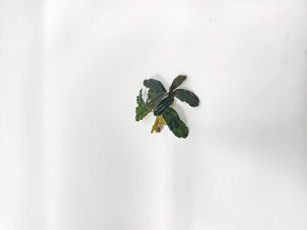 Bucephalandra By Name - Image 2