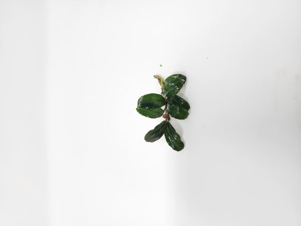 Bucephalandra By Name - Image 4