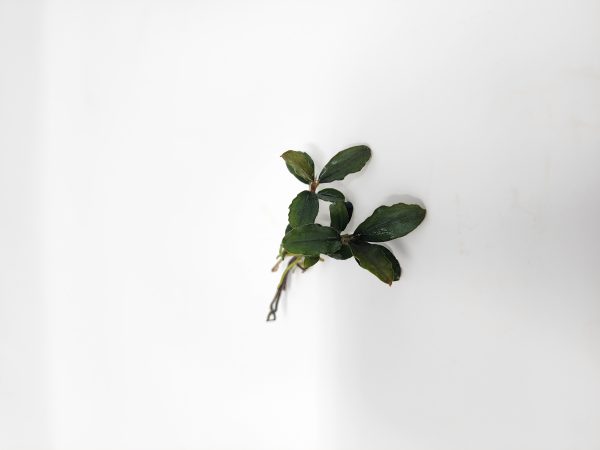 Bucephalandra By Name - Image 5