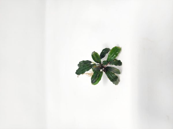 Bucephalandra By Name - Image 7