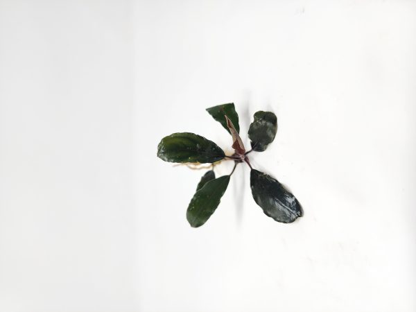 Bucephalandra By Name - Image 8
