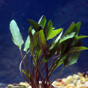 Cryptocoryne petchii