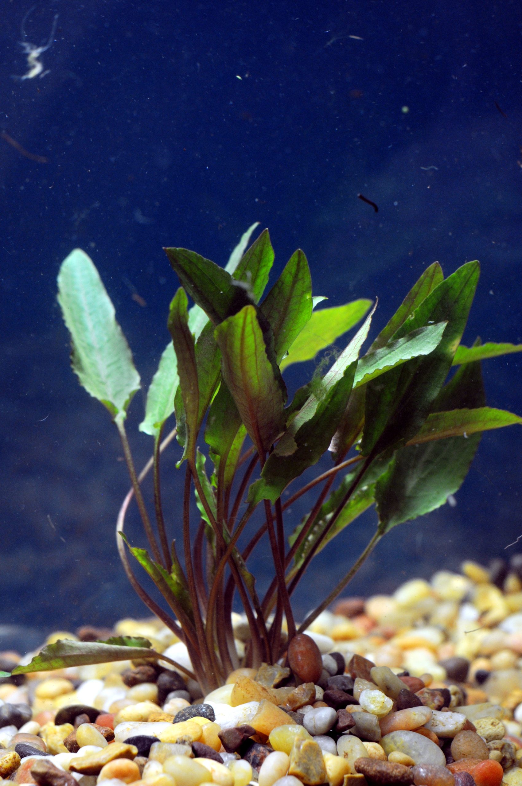 Cryptocoryne petchii