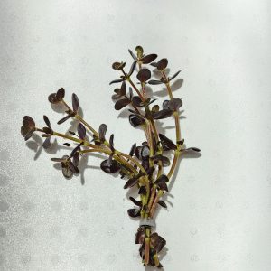 Bacopa Purple