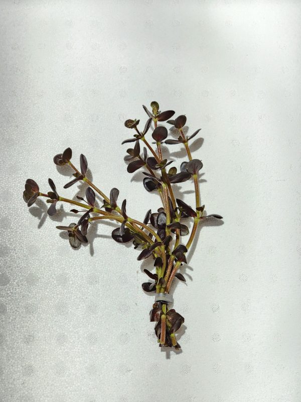 Bacopa Purple