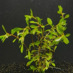 Ludwigia palustris