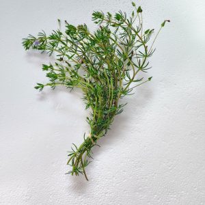 Bacopa Myriophylloides