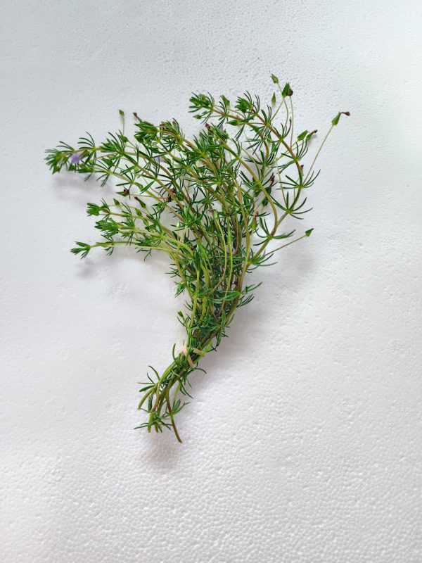 Bacopa Myriophylloides