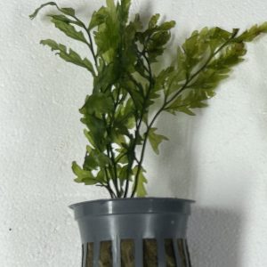 Potted Bolbitis Heudelotii