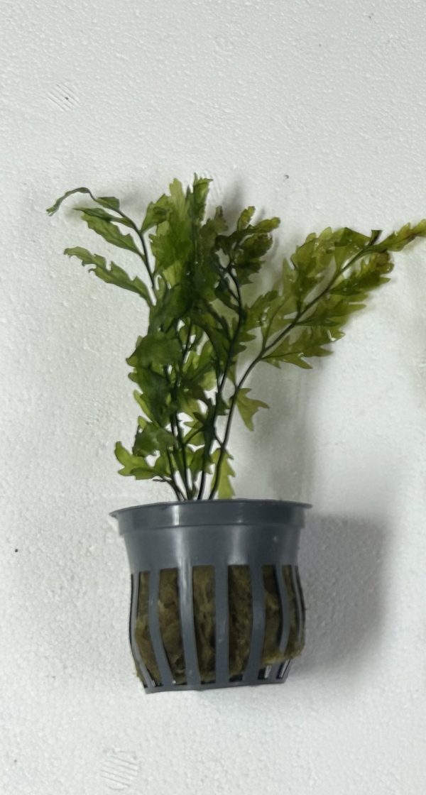 Potted Bolbitis Heudelotii