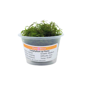 Flame Moss Portion Cup