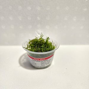 Flame Moss Portion Cup