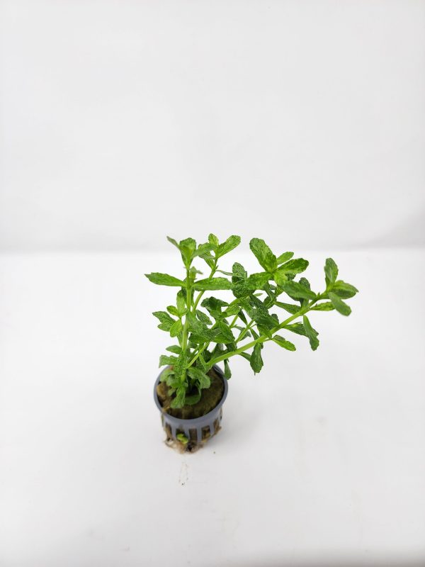 Potted Moneywort Variegated - Image 2