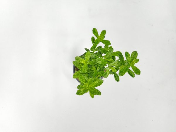 Potted Moneywort Variegated