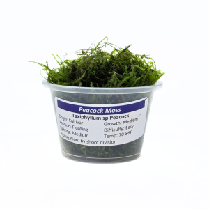 Peacock Moss Portion Cup