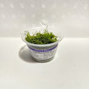 Peacock Moss Portion Cup