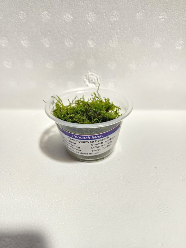Peacock Moss Portion Cup