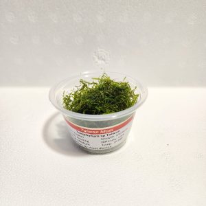 Taiwan Moss Portion Cup